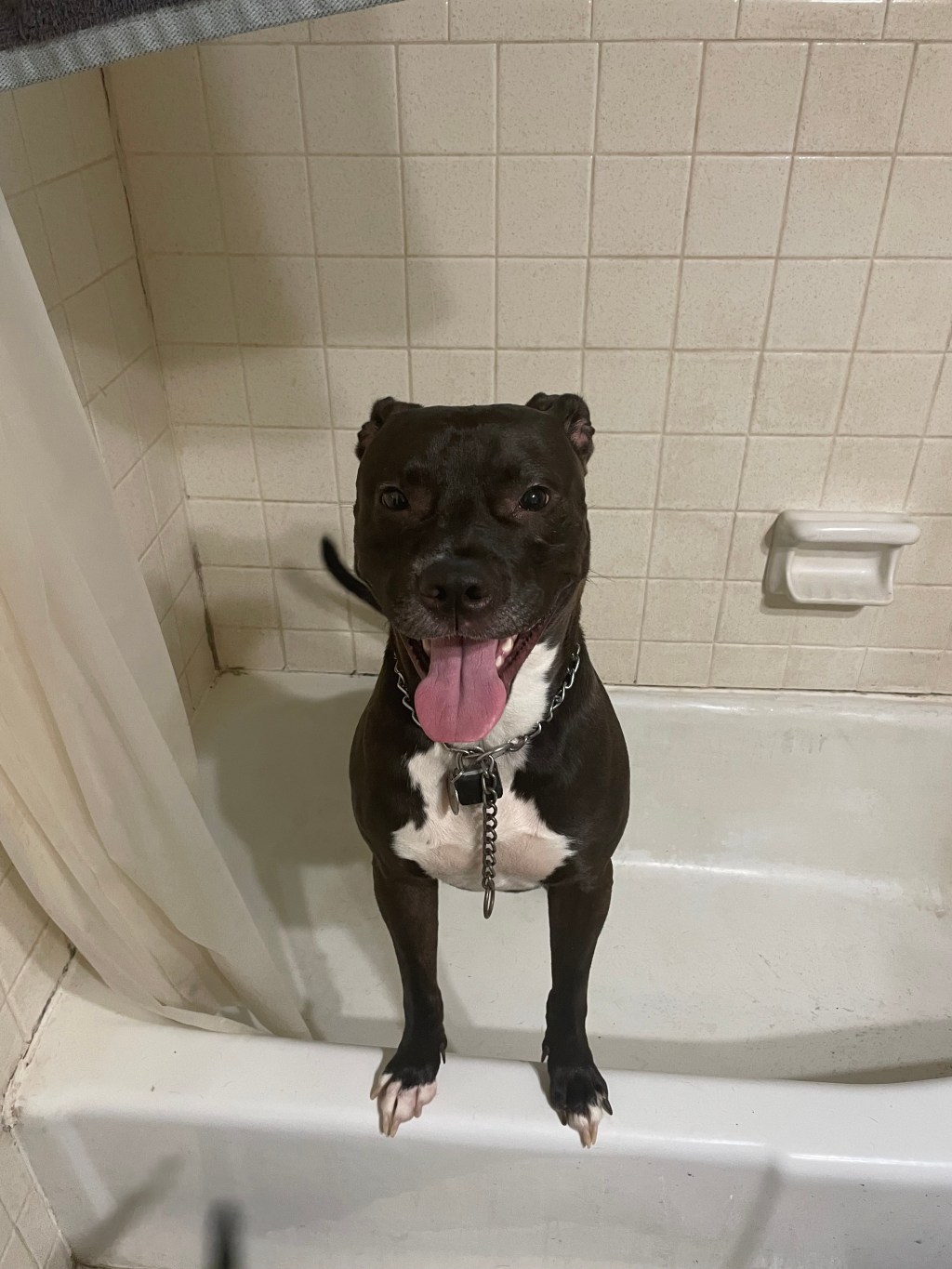 Ace: The Calm and Loving Service Dog’s Heartwarming&nbsp;Story