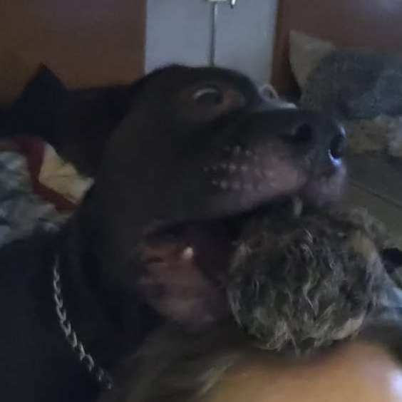 The Impact of Spade: My Journey with a Service Dog and&nbsp;Companion